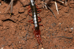 Cormocephalus nitidus