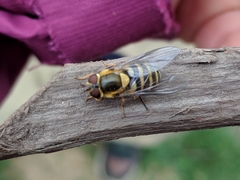 Syrphus