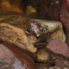 Taihangshan Swelled-Vented Frog photo 1