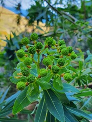 Euphorbia bivonae
