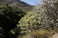Phylica buxifolia