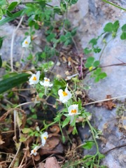 Linaria reflexa