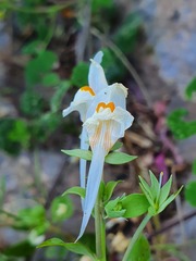 Linaria reflexa