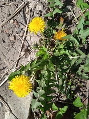 Taraxacum officinale
