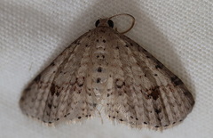 Minoa euthecta