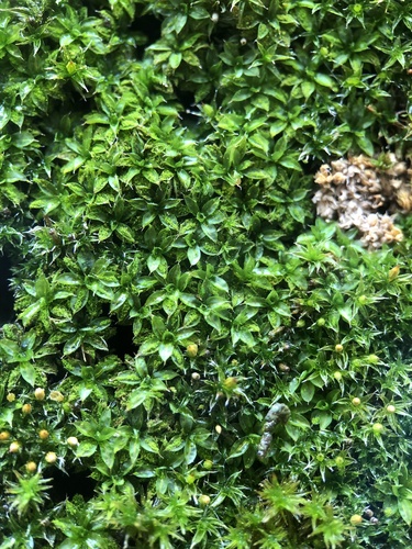 Syntrichia papillosa