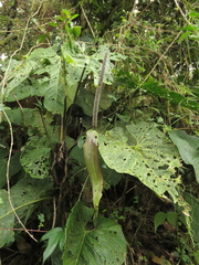 Anthurium bogotense