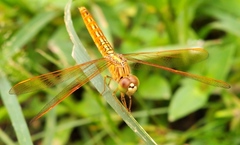 Brachythemis contaminata