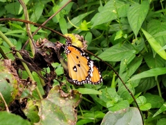 Danaus chrysippus