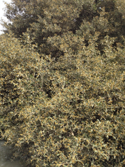 Magnoliopsida