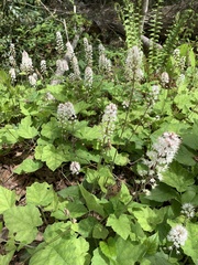 Tiarella austrina