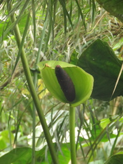 Anthurium bogotense