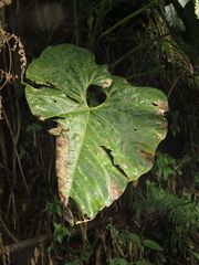 Anthurium bogotense