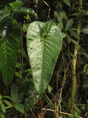 Anthurium oxybelium