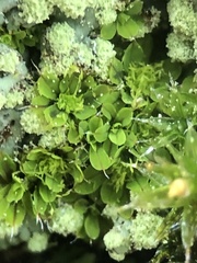 Syntrichia pagorum