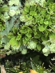 Syntrichia pagorum