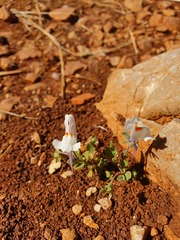 Linaria reflexa