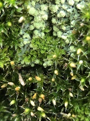 Syntrichia pagorum