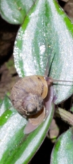 Cyclophorus moellendorffi