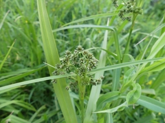Scirpus atrovirens