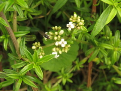 Galianthe bogotensis