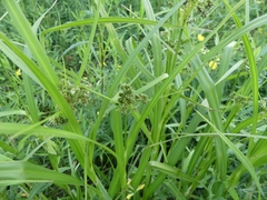 Scirpus atrovirens