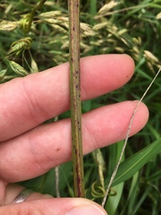 Vitis cinerea baileyana