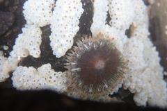 Polycitor proliferus