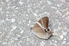 Abisara neophron