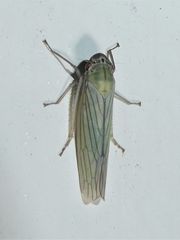 Cofana spectra