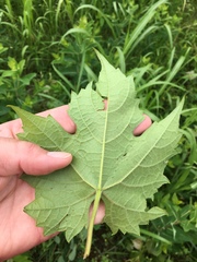 Vitis cinerea baileyana