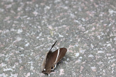 Abisara neophron