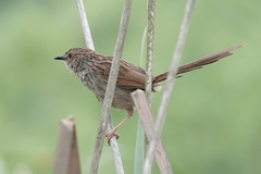 Prinia striata