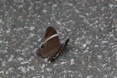 Abisara neophron