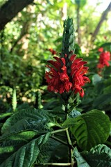 Pachystachys coccinea