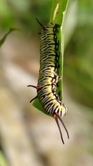 Danaus chrysippus