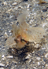 Nautichthys oculofasciatus