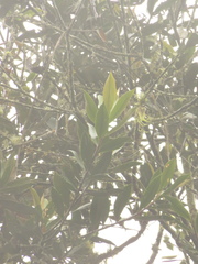 Ocotea sericea