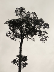 Zinowiewia australis