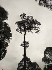 Zinowiewia australis