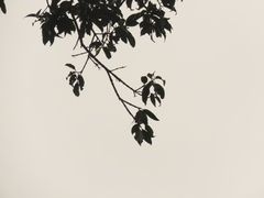 Zinowiewia australis