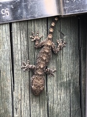 Tarentola mauritanica