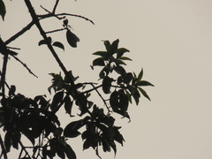 Zinowiewia australis