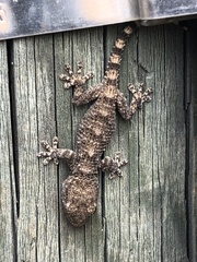 Tarentola mauritanica