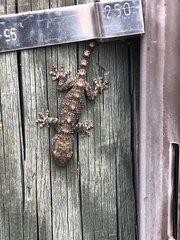 Tarentola mauritanica