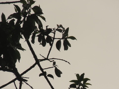 Zinowiewia australis