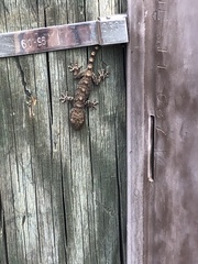 Tarentola mauritanica