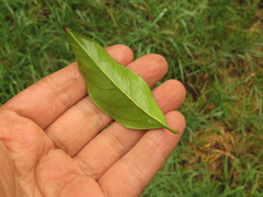 Zinowiewia australis