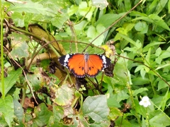 Danaus chrysippus