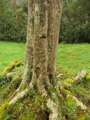 Zinowiewia australis